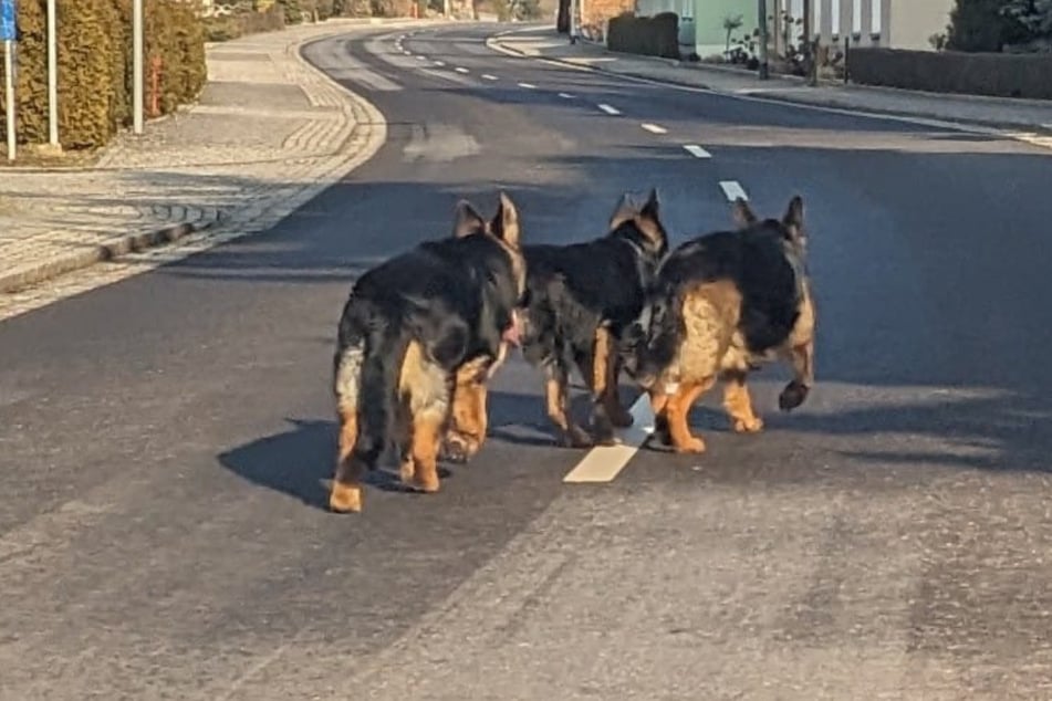 Dieses Hundetrio unternahm einen Spaziergang durch das Dörfchen Neustadt.