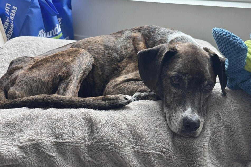 Después de recuperarse del cansancio, Rocky pudo regresar con su dueño a su nuevo hogar.