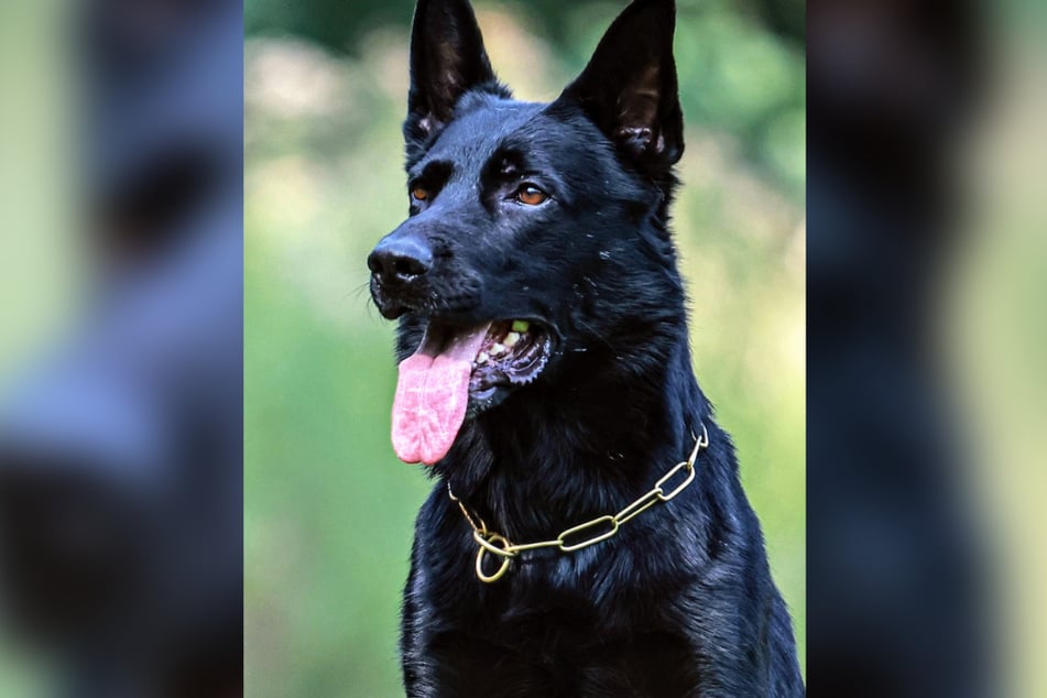 Die Polizei in Nordhessen ist stolz auf Diensthund "Cooper", der in einem Lokal in Kassel-Schillerviertel mehrere Drogen-Verstecke aufspürte.