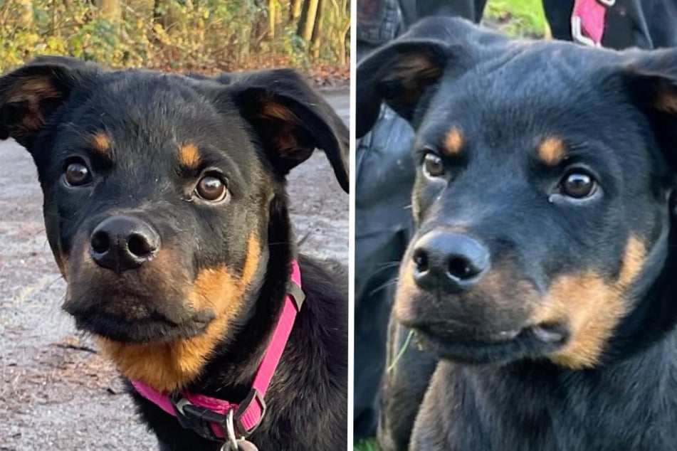 Der kleine Rottweiler-Mix Enzo sucht derzeit ein neues Zuhause fernab der Großstadt.