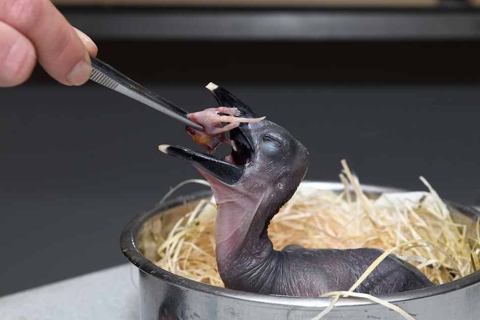 Dem Kölner Zoo gelang es, Nachwuchs der seltenen Vogelart "Rotgesicht-Hornraben" zu züchten.