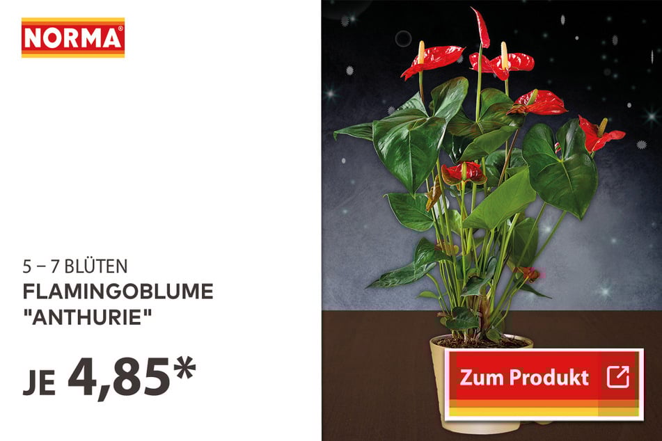 Flamingoblume "Anthurie" für 4,85 Euro.