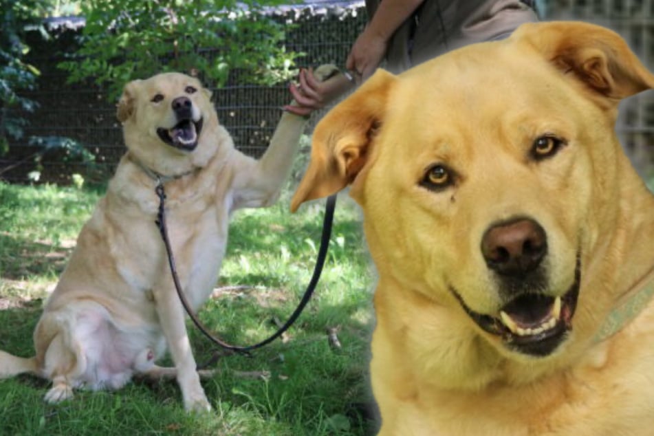 Er wartet schon viel zu lange: Wer schenkt Asko endlich ein Zuhause?
