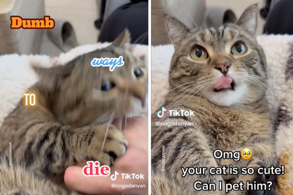 A cat on TikTok named Ringo showed that while he is cute, he may not be too cuddly.