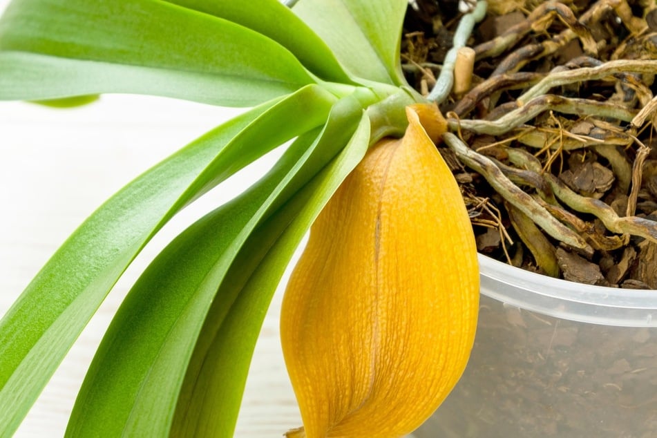 Deine Orchidee hat gelbe Blätter? So kannst Du sie retten