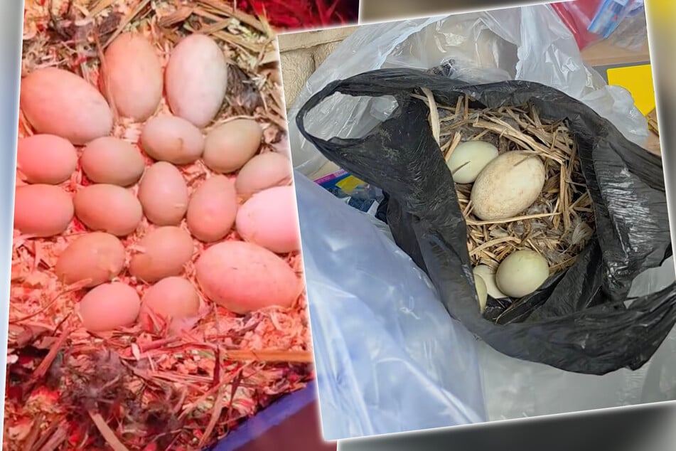 "Unglaublich krank": Was Frau in Müll entdeckt, macht sie sprachlos