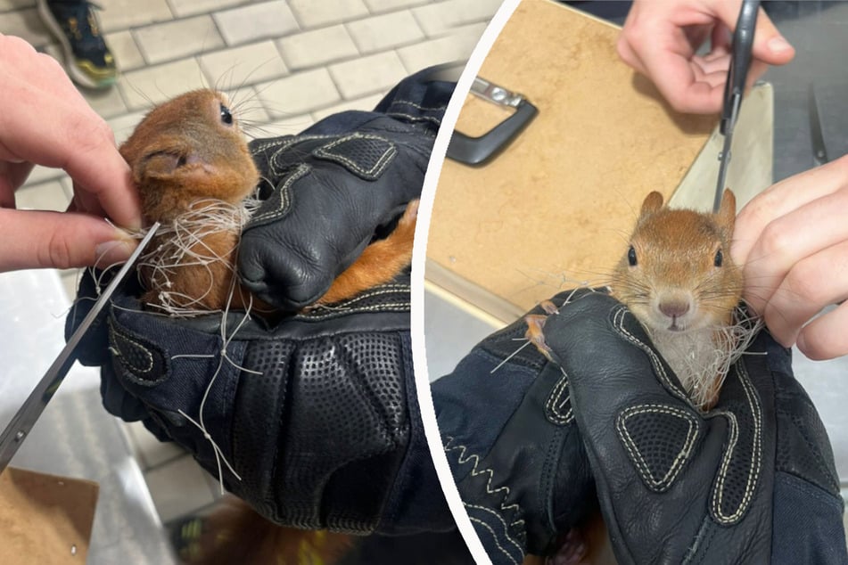 Mit einer normalen Haushaltsschere wurde das Eichhörnchen von seinen Fesseln befreit.