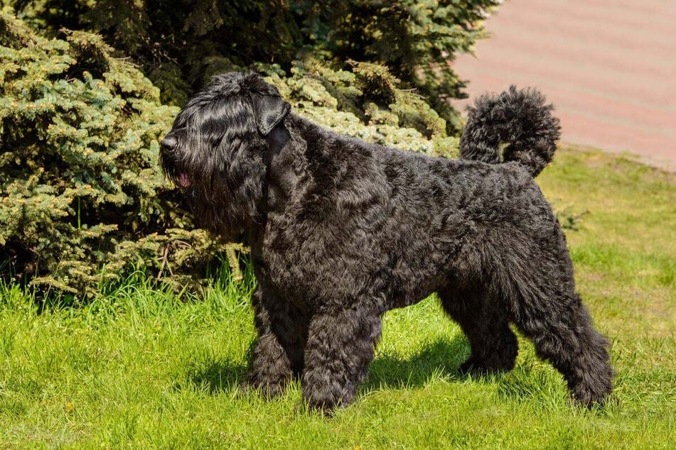 The strong body, long eyebrows, and moustache are typical of a Bouvier Des Flandres.