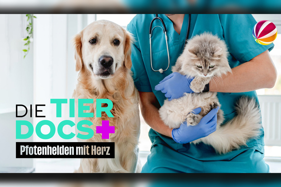 Neu im Programm: "Die Tier-Docs! Pfotenhelden mit Herz" (16 Uhr).