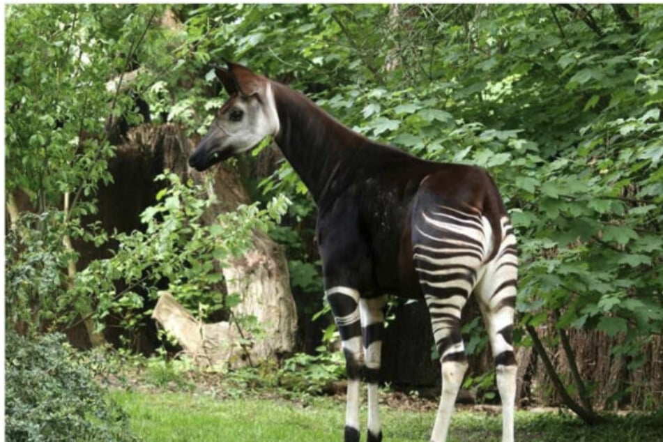 In freier Wildbahn ist ein stolzes Alter von 19 Jahren bei Okapis selten. (Symbolbild)