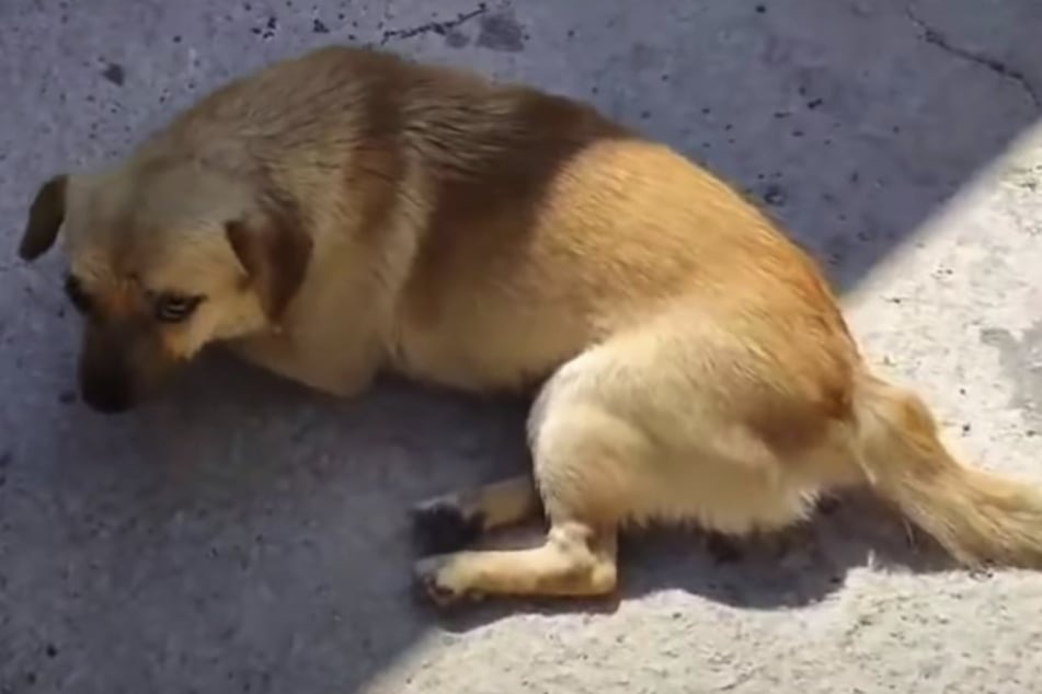 Piou wurde vermutlich von einem Auto angefahren.