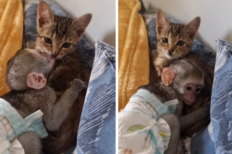 Kitten strikes up touching friendship with baby monkey