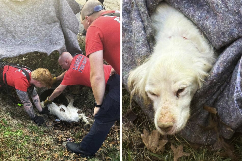 Behutsam zogen die Einsatzkräfte den völlig erschöpften Vierbeiner aus dem engen Rohr - allein wäre er da wohl nicht mehr herausgekommen.