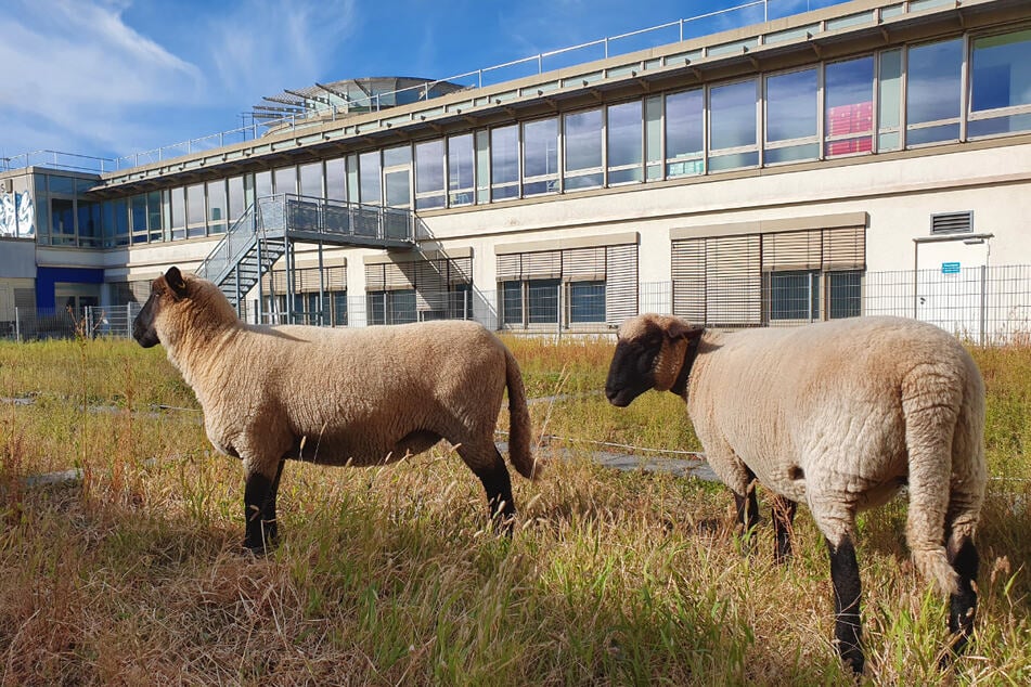 Die zwei Shropshire-Schafe Molly und Dolly sorgen mehrmals im Jahr für eine natürliche Grünpflege auf dem Dach des Shoppingcenters in Berlin-Pankow.