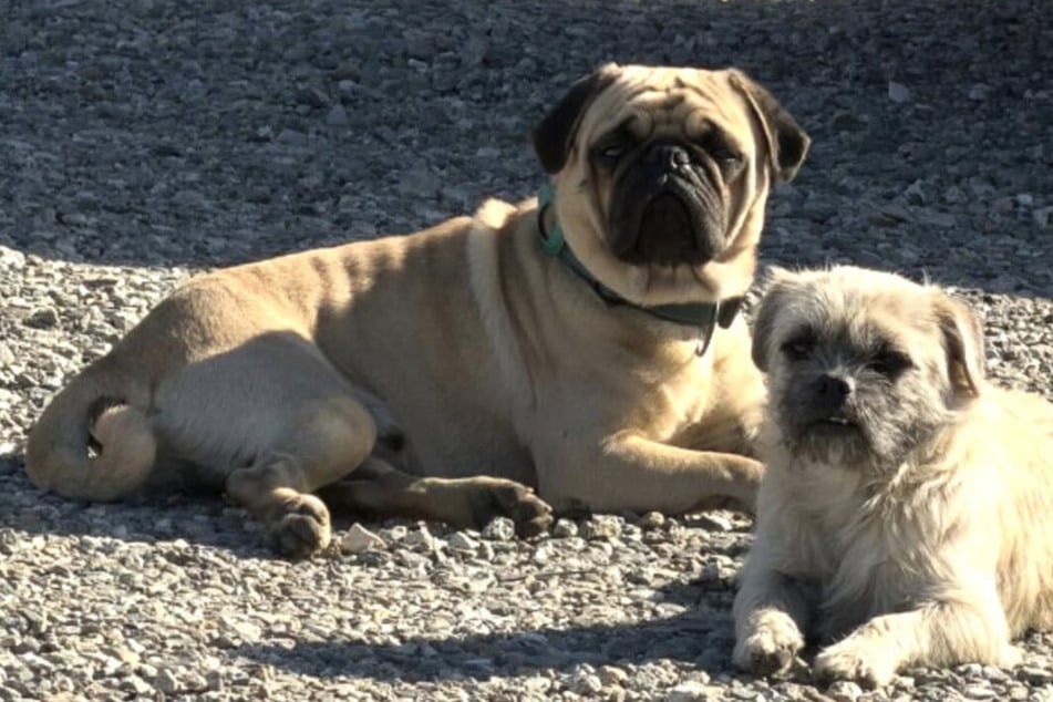 Hunde herzlos auf Schulhof ausgesetzt: Wie sie auf etwas Hilfe reagieren, rührt zu Tränen