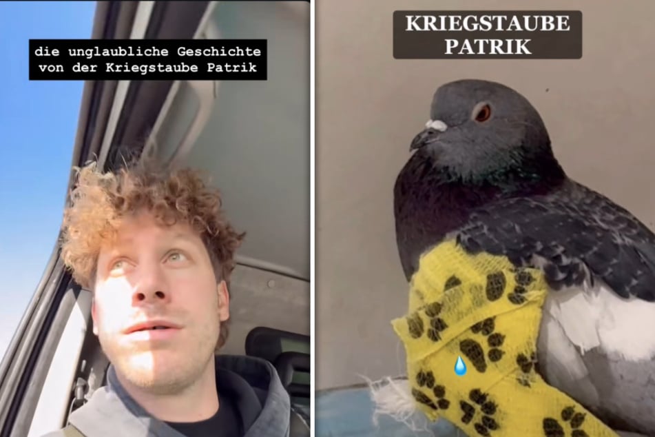 Malte Zierden (32) rettete diese verletzte Taube aus einem von Bomben getroffenen Haus in Cherson (Ukraine).