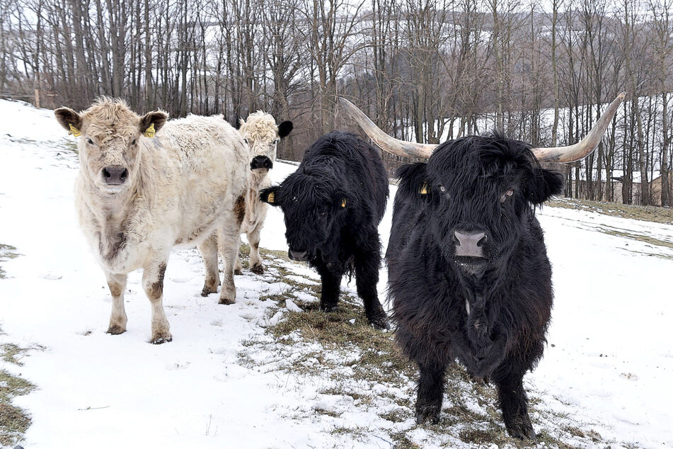 Die geretteten Tiere können auf Gut Börnchen in Frieden leben, wie diese Schottischen Hochland- und Galloway-Rinder, die auch im Winter draußen sein dürfen.