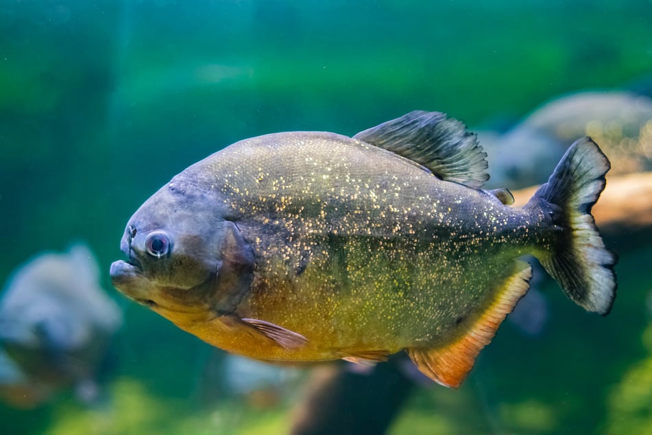 Piranhas verletzten mehrere Badegäste an den Füßen und Knöcheln. (Symbolfoto)