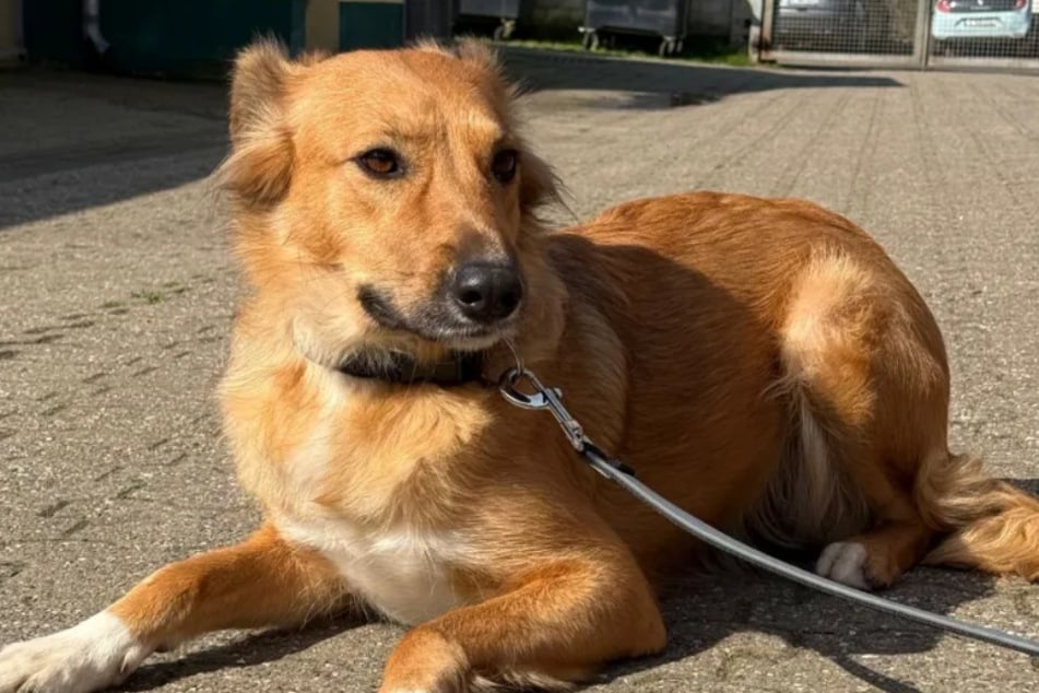 Nala kam vor einer Weile zusammen mit zwei weiteren Hunden ins Tierheim Köln-Dellbrück.