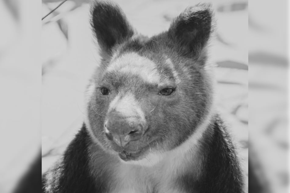 Nunsi lebte viele Jahre im Tierpark und war für Mitarbeitende wie Gäste etwas ganz Besonderes.