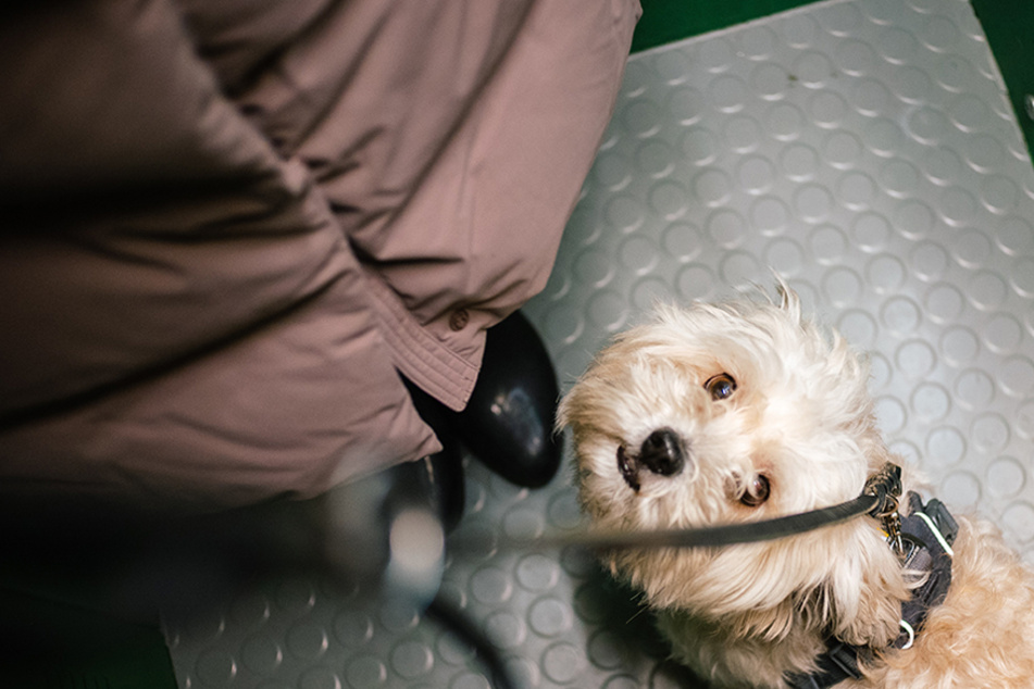 Dangling dog saved from depths of elevator by unaware bystander