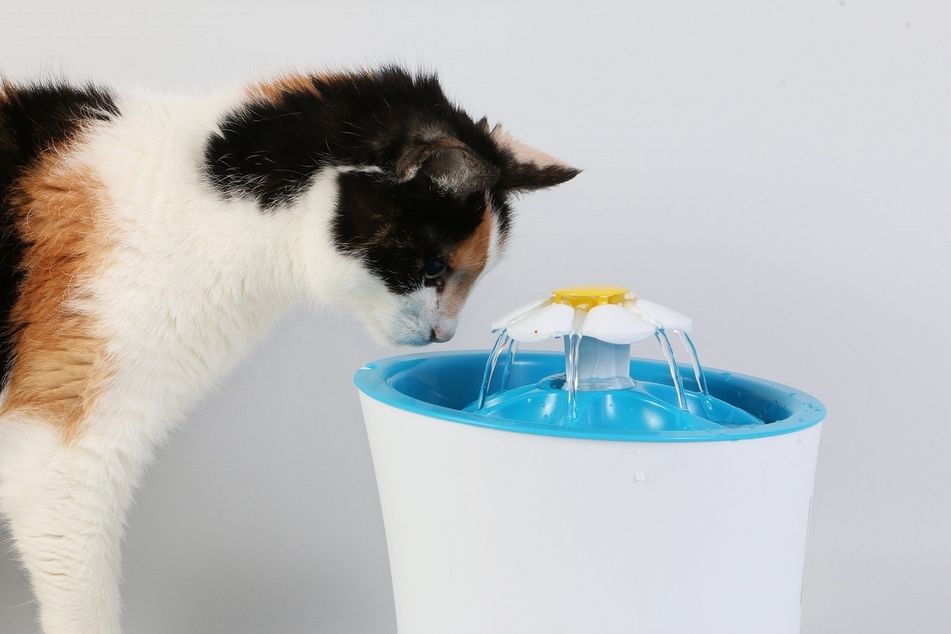 Cat water fountains should be kept very clean, to guarantee that your kitty won't get sick.