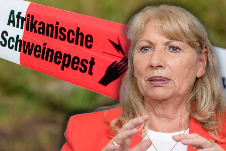 Schweinepest zurück in Sachsen: Totes Wildschwein infiziert