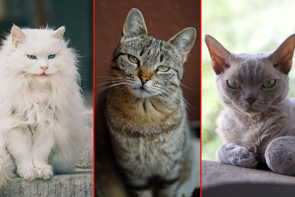 Cats look naturally judgmental, but why do they get angry so often?