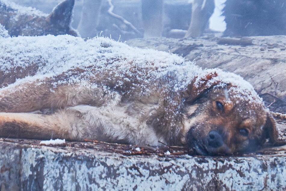 A dog froze in the icy snow in a village in Siberia (stock image).