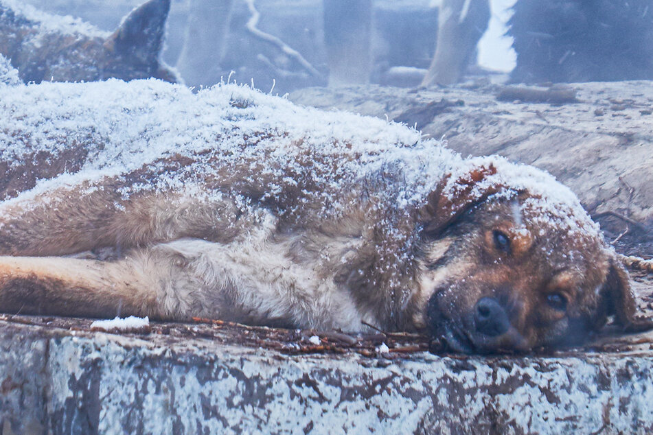 A dog froze in the icy snow in a village in Siberia (stock image).