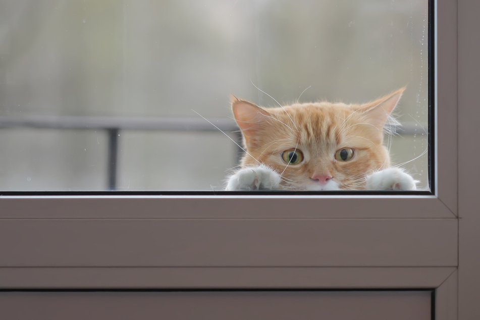 Und plötzlich stand die Fellnase am Fenster. (Symbolbild)