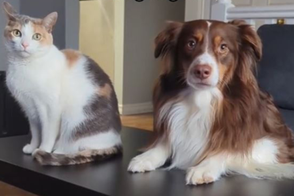 Sehen beide irgendwie bedröppelt aus: Katze Olive und Hund Widget.