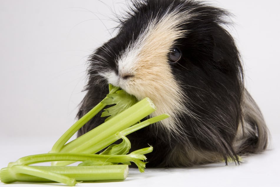 Ja, Meerschweinchen können Sellerie fressen.