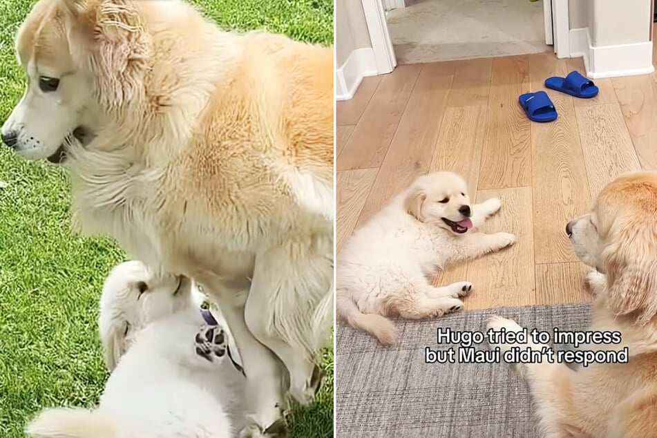 An den ersten Tagen wurde Hugo entweder ignoriert, überrannt, gebissen oder angebellt.