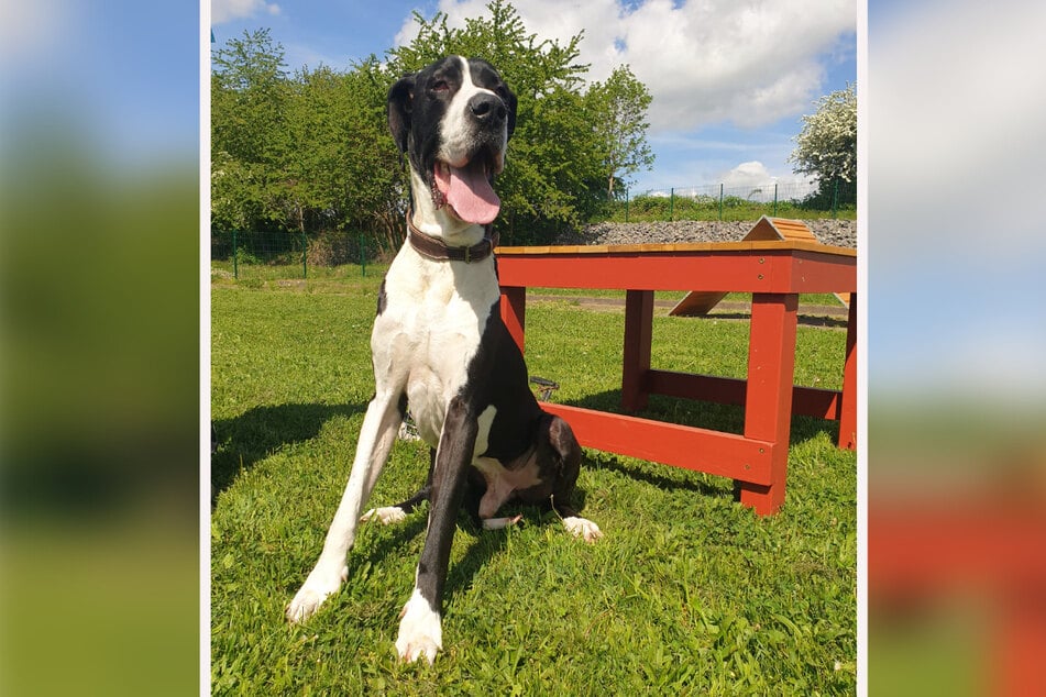 Bruno ist fünf Jahre alt und braucht doggenerfahrene Hundefreunde.