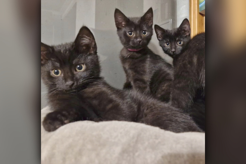 Bei einer Pflegestelle des Delitzscher Tierheims wartet eine süße Katzenfamilie auf ihre baldige Adoption.