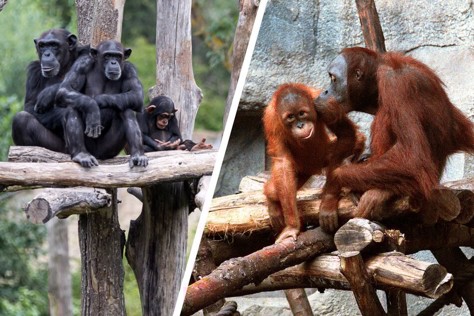 25 Jahre Pongoland! Was das Leipziger Affengehege so besonders macht