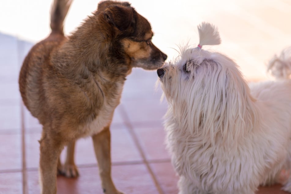 Whether dogs get on well with each other is determined not least by their sense of smell.