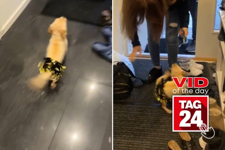 viral videos: Viral Video of the Day for July 17, 2024: "Belly dancing" pup greets guests at front door
