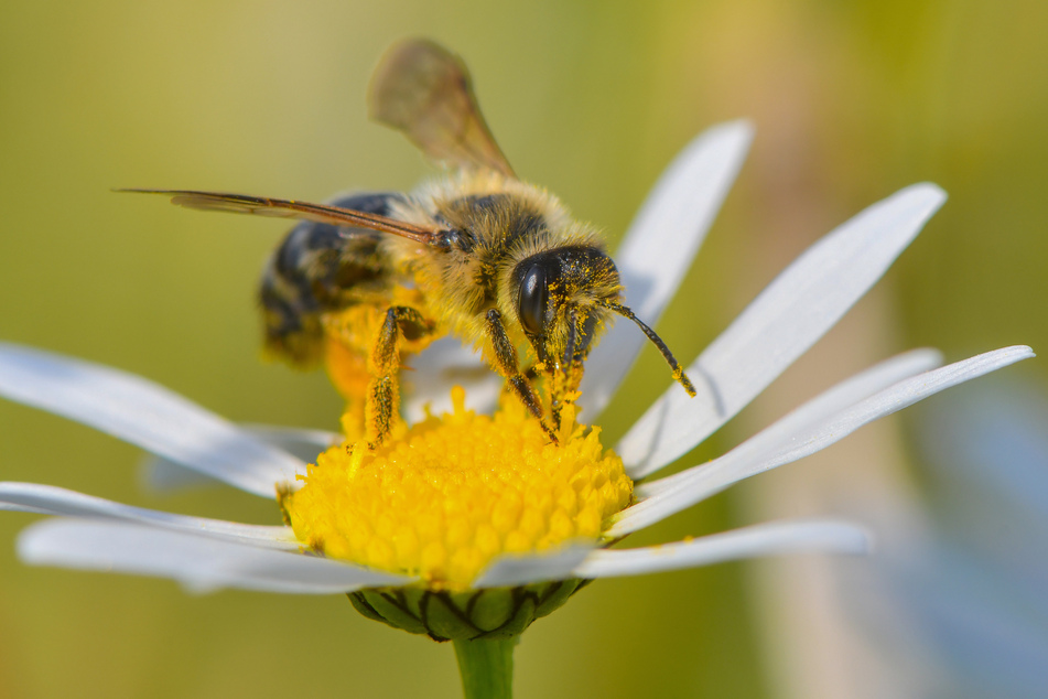 Die kleinen Fleiß-Bienen sind für den Mensch und seine Umwelt enorm wichtig. Wie wichtig sie tatsächlich sind, erklärt Imker André Soudah, ab 10 Uhr, im Botanischen Garten der Universität Leipzig. (Symbolbild)