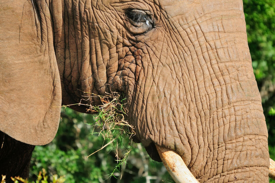 Forest elephants belong to the genus of African elephants.