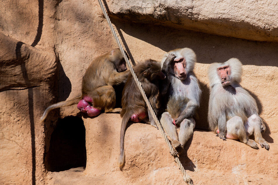 Paviane sonnen sich auf einem Felsen in ihrem Gehege im menschenleeren Zoo. Die wegen der Corona-Krise geschlossenen Zoos schlagen Alarm: Ihnen fehlen die Einnahmen.