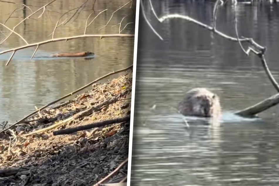 Frau freut sich, Biber in Teich zu filmen: Als sie die Wahrheit erkennt, wird ihr ganz anders