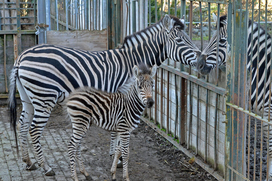 Der Zebra-Nachwuchs am 3. Januar, da noch getrennt vom Rest der Herde.