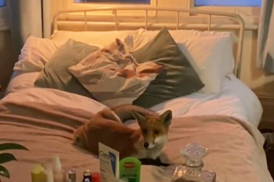 Auf dem Bett chillte der Fuchs.
