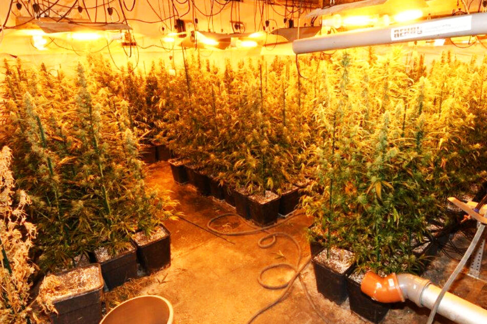 Zwei Plantagen mit Cannabis-Pflanzen wurde von Spezialkräften der Polizei gestürmt.