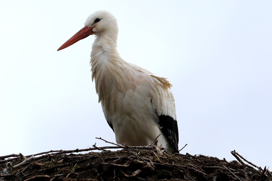 Storch "Anton" war der erste Storch, der aus dem Winter wieder zurückkam in sein Nest Nähe Loburg. (Archivbild)