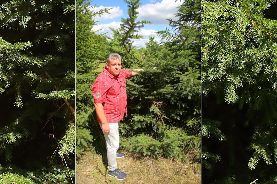 Ronny D. (47) zeigt den Rest der vier Meter hohen Fichte. Zwar sägte der Täter den Baum nicht komplett ab. Aber mit dem "Einschnitt" hielt er dem nächsten Sturm nicht stand.