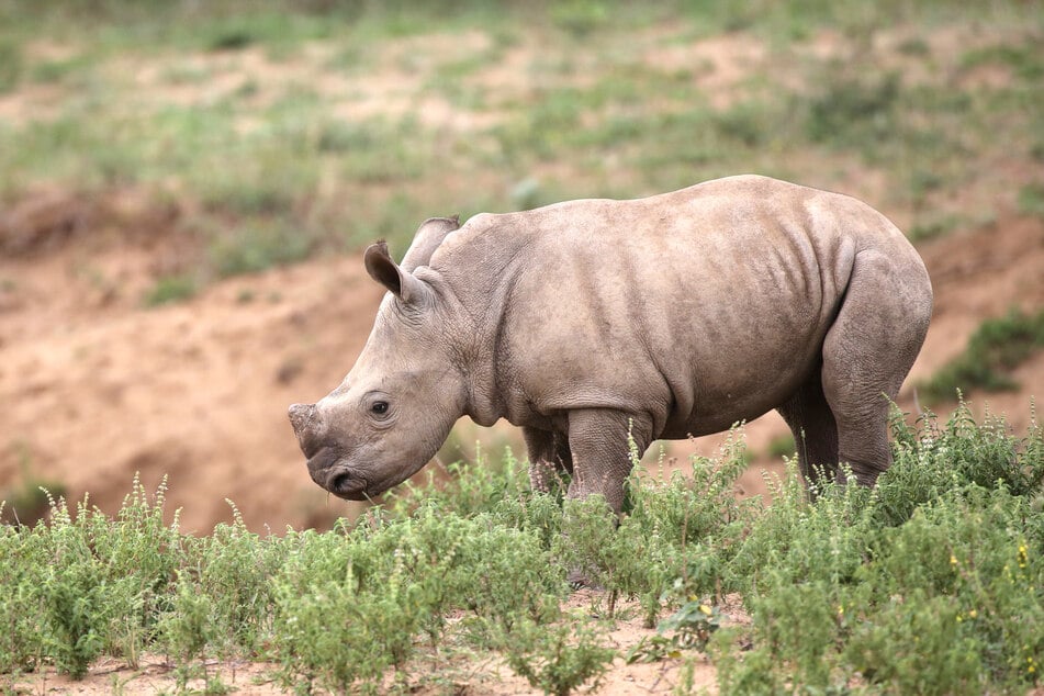 A rhino calf was born in Zinave in June (stock image).