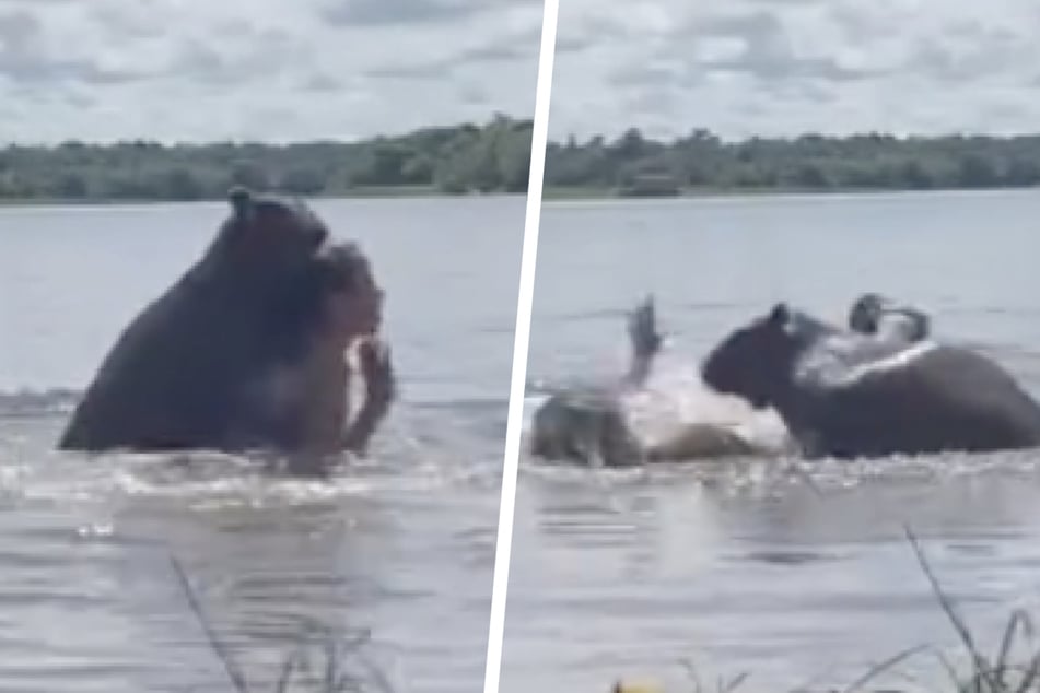 In dem Video sieht man, wie die Frau von dem Nager angegriffen und auch unter Wasser gedrückt wird.